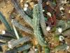 image of Huernia 