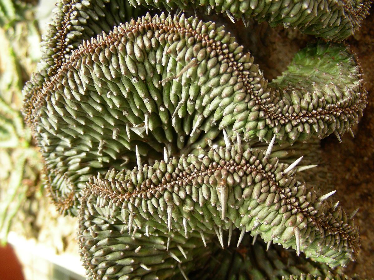 Apocynaceae Huernia brevirostris