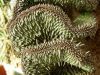 image of Huernia brevirostris