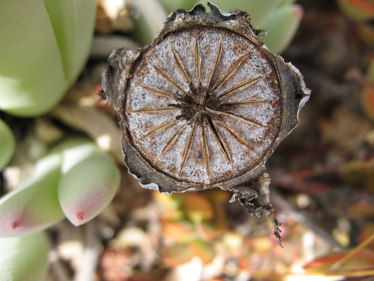 Aizoaceae Cheiridopsis denticulata