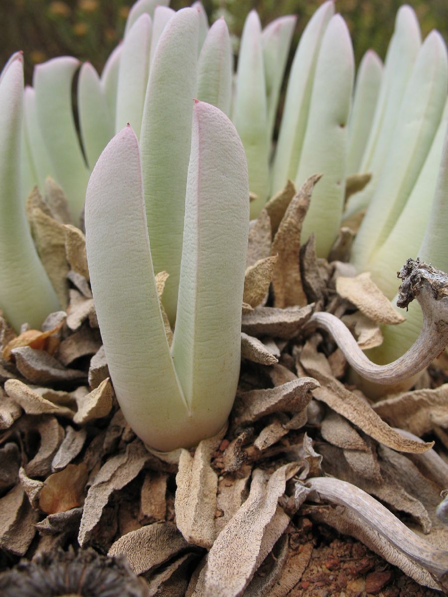 Aizoaceae Cheiridopsis denticulata