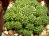 image of Euphorbia susannae
