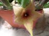image of Stapelia gigantea