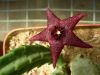 image of Stapelia baylissii