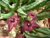 image of Stapelia montana