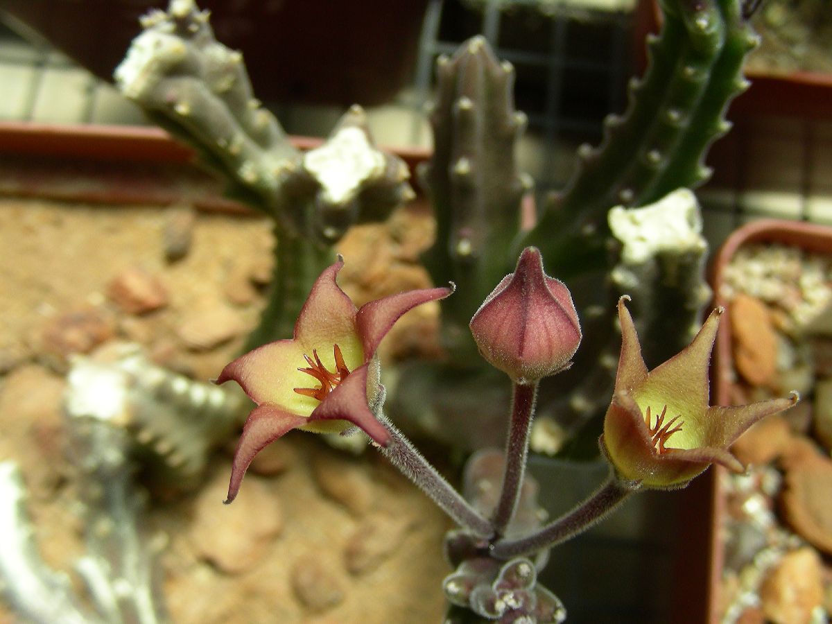 Apocynaceae Stapelia surrecta