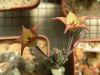 image of Stapelia surrecta