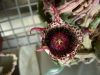 image of Orbeanthus hardyii