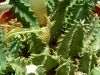 image of Huernia brevirostris
