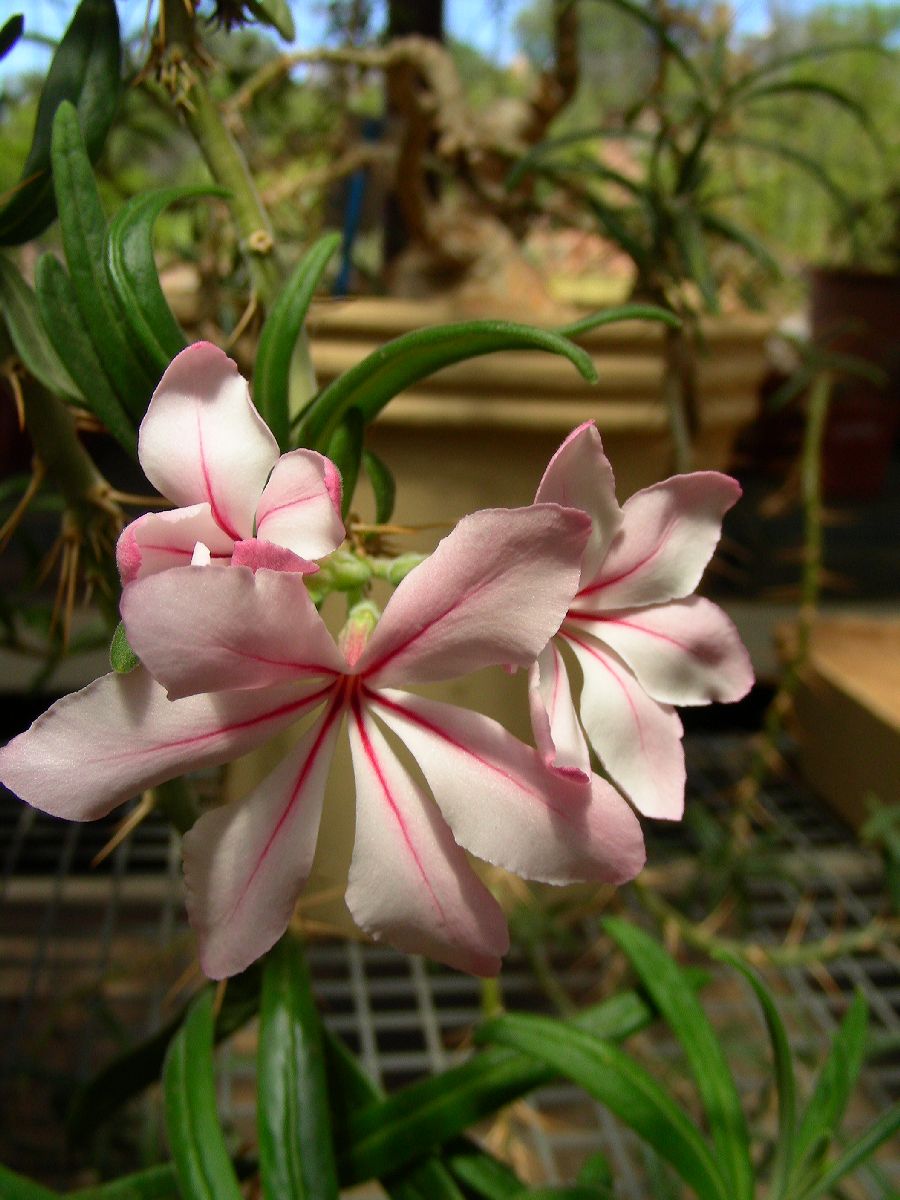 Apocynaceae Pachypodium succulentum