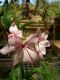 image of Pachypodium succulentum