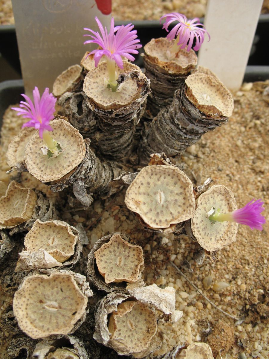 Aizoaceae Conophytum wettsteinii