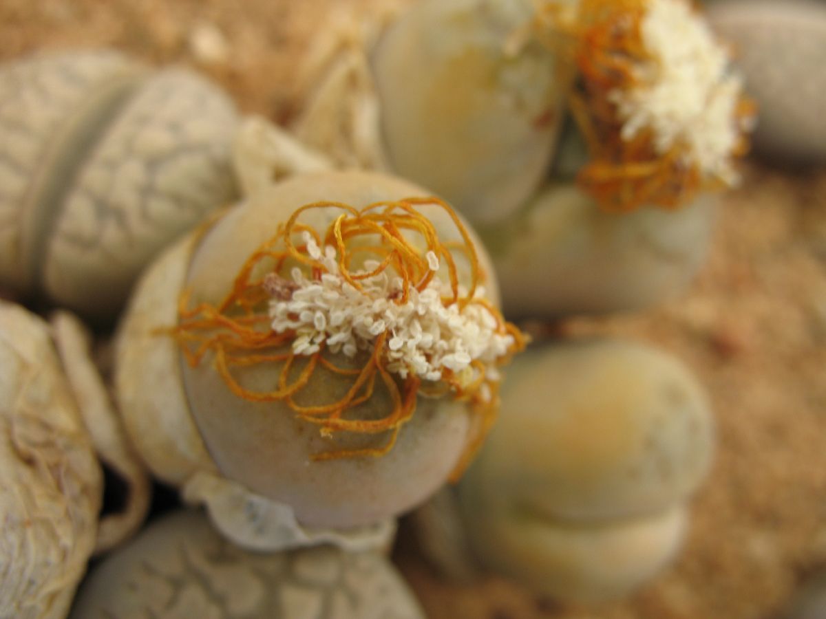 Aizoaceae Lithops steineckeana