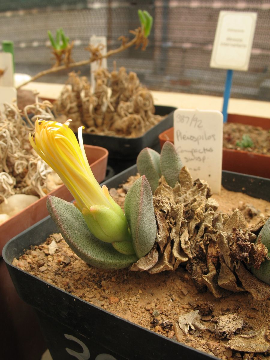 Aizoaceae Pleiospilos compactus