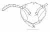 image of Protonectarina sylveirae