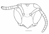 image of Angiopolybia obidensis