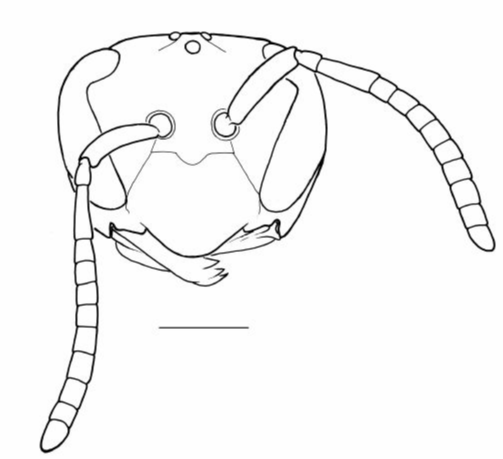 Vespidae Asteloeca traili