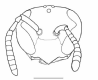 image of Polybia bistriata