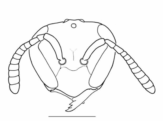 Vespidae Protopolybia sedula