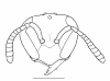 image of Protopolybia sedula