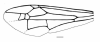 image of Angiopolybia obidensis
