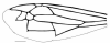 image of Parachartergus fraternus
