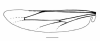 image of Agelaia multipicta