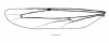 image of Apoica pallens