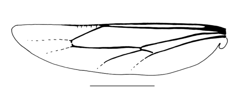 Vespidae Leipomeles dorsata