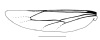 image of Leipomeles dorsata