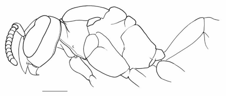 Vespidae Agelaia multipicta