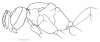 image of Agelaia multipicta