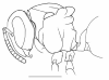 image of Brachygastra augusti