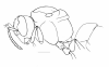image of Chartergus artifex
