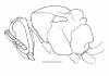 image of Charterginus fulvus