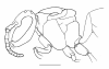 image of Nectarinella championi
