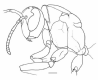 image of Polistes consobrinus