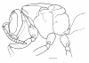image of Polybia depressa