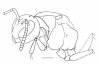 image of Parachartergus fraternus