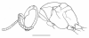 image of Protopolybia sedula