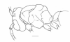 image of Pseudopolybia vespiceps