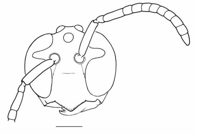 Vespidae Apoica pallens