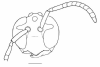 image of Apoica pallens