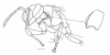 image of Asteloeca traili