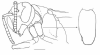 image of Mischocyttarus rotundicollis