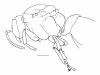 image of Chartergus artifex