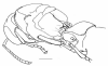 image of Clypearia sulcata