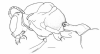 image of Synoeca cyanea