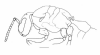 image of Asteloeca traili