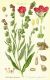 image of Cynoglossum officinale